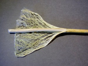 fibra canapa tessile
