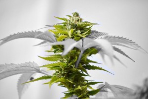 Differenze tra Cannabis Sativa e Cannabis Indica