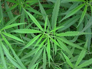 scoperte scientifiche cannabis 2015
