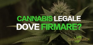cannabis legale dove firmare