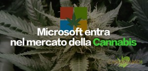Microsoft entra nel mercato della cannabis