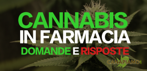 Vendita cannabis in farmacia FAQ