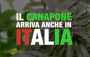 Canapone Italia