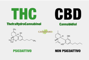 CBD - THC Differenze
